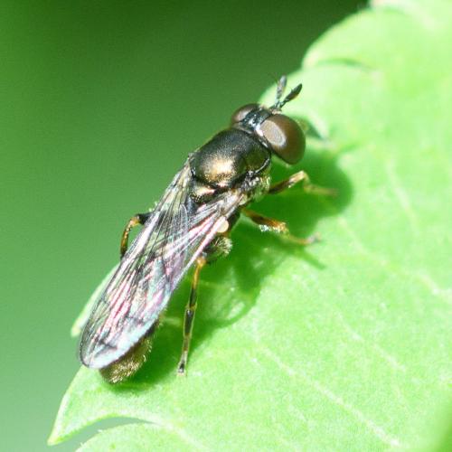Neoascia podagrica